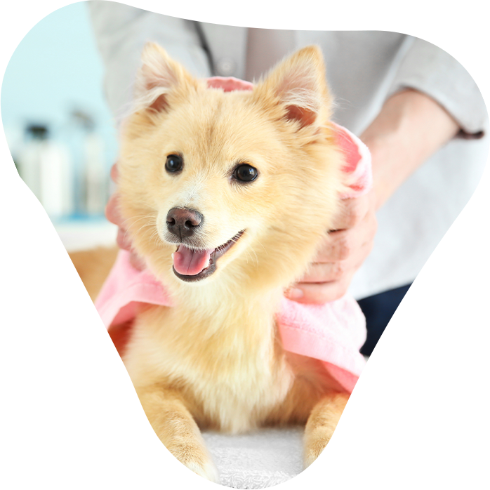 What Does A Pet Grooming Service Include?